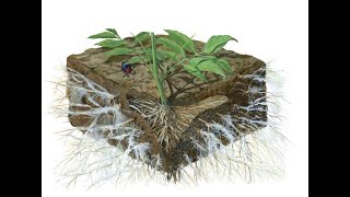 A Peek Into the WoodWide Web How Plants and Fungi Communicate Underground [upl. by Yajet]