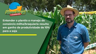 Entender o plantio e manejo do consórcio milhobraquiaria resulta em ganho de produtividade de 10 [upl. by Auburn]