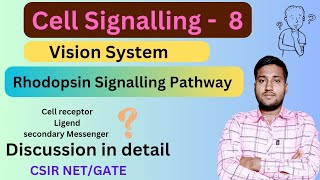 Rhodopsin Signalling Transduction Pathway  Rhodopsin GPCR Pathway  Rhodopsin Signalling Pathway [upl. by Teddi711]