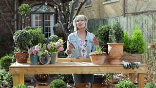 How to Create Boxwood Topiary with Southern Livings Baby Gem Boxwood and Linda Vater [upl. by Yahsram]