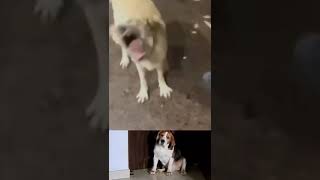 Breezer video funny viral sorts 😍 [upl. by Goodwin]