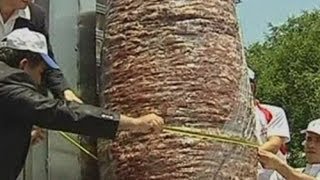 Worlds biggest doner kebab cooked in Turkey [upl. by Hogg]