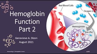 Hemoglobin Function Part 2 [upl. by Refannej802]