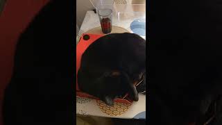 Best Dominos pizza Ad ever  pizza dominospizza dominos cat shorts short shortvideo [upl. by Maise]