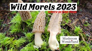 Wild Morel Mushrooms in the Northwest Wild woodland morels in spring 2023 [upl. by Haya]