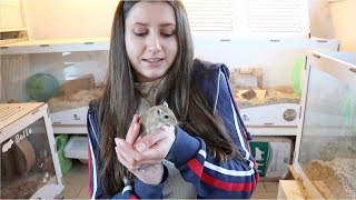 Basic Gerbil Care 🐁  5 Tips for beginners [upl. by Dell]