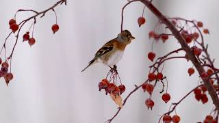 燕雀 Brambling [upl. by Brunhilde482]