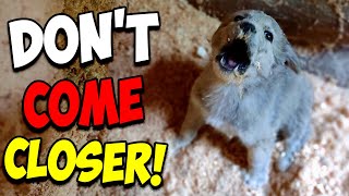 We Rescued a Screaming Puppy [upl. by Widera]