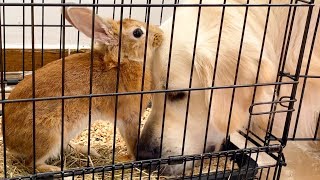 Dog Steals Hay from a Rabbit [upl. by Dominic718]