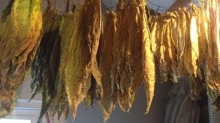 Curing tobacco  Tabak fermenteren [upl. by Ytissac]