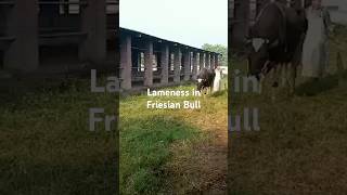 Lameness Friesian bull lameness Lameness in cow  Lameness in Cross breed cow Lamenes in Animal [upl. by Novihc]