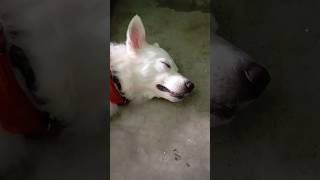 Cute sa puppy 🐶shorts dog trending puppy youtube [upl. by Ahtnama400]