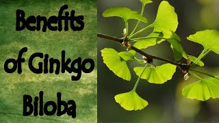 Benefits of Ginkgo Biloba [upl. by Atokad]