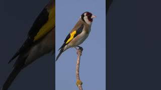 European Goldfinch Singing shorts [upl. by Rein]