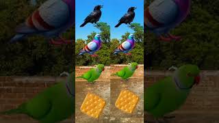 Routing biscuit 🍪 to  crow  parrot  Pigeon amp peacock 🦚  birds name vfx magical video shorts [upl. by Nomelc292]