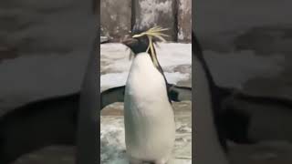 Have you seen a Macaroni penguin [upl. by Zea]