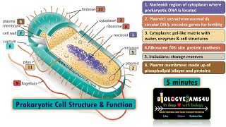 Prokaryotic Cell Structure and Function in 5 minutes Biologyexams4u [upl. by Nanine]