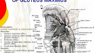 081 structures under cover of gluteus maximus  lower limb  anatomy by dr ahmed kamal [upl. by Eitsud601]