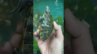 Red eared slider hybrid kurakuraair kurakurabrazil turtle [upl. by Miko]