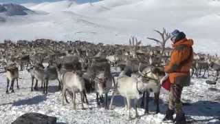 Reindrift i sørnorge  Reindeer Operating over a year in Jotunheimen [upl. by Oicapot167]