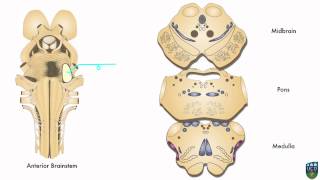 AXON Trigeminothalamic Pathway Fine Tactile Sensation from Face 8 of 9 [upl. by Mad127]