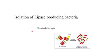 Isolation of lipase enzyme producing microbes with viva question MSc Microbiology practical series [upl. by Aicilegna461]