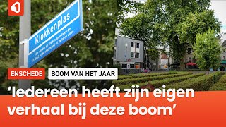 Oudste boom van centrum Enschede maakt kans op landelijke titel [upl. by Natsirt]