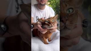 ASMR Cat video [upl. by Liamaj]