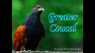 City Birds  Call of Greater Coucal [upl. by Ramgad]