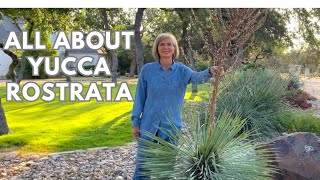 All About Yucca Rostrata [upl. by Ojibbob]