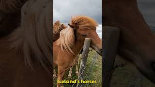 🐎 Did you know Icelands horses have a unique gait called tölt [upl. by Kiefer]