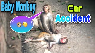 Baby Monkey Car Accident  monkey accident on road  Its Personal Club  Vlogs 114  Sn shohag [upl. by Attikin]