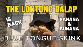 PANANA IS BACK BLUE TONGUE SKINK vlog73 [upl. by Aivle]