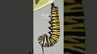 Monarch Butterfly Pupation Time Lapse 30 Minute Shorts [upl. by Allekim]