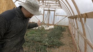 How To Winterize Chickens in a Greenhouse  All You Need To Know [upl. by Adamski]