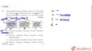 The given figures shows plasmolysis in cell A is normal turgid cell B shows incipent plasmolys [upl. by Orlan]