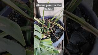 Monstera Deliciosa Propagation with an update on the mother plant shortsvideo plants [upl. by Arola696]