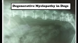 Degenerative Myelopathy in Dogs [upl. by Thackeray]