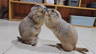 Prairie dogs are adorable and funny [upl. by Acinaj]