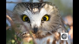 Northern Sawwhet Owl [upl. by Areikahs]