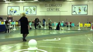 Emma Schipperke conformation show port alberni 2011 096MOV [upl. by Mcwherter]