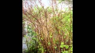 IVMs Japanese Knotweed Rapid Growth Video 6 [upl. by Donalt]