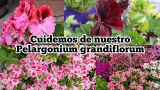 geranios pelargonium grandiflorum desde su ubicacion [upl. by Rugen]