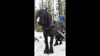 Skogsarbeid med hest [upl. by Musser]