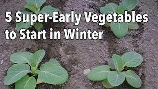 5 SuperEarly Vegetables to Start in Winter [upl. by Market]