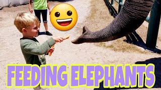 GETTING TO FEED ELEPHANTS 🐘🥕 [upl. by Suzie]