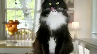 Iams Cat Food TV Commercial HD [upl. by Airyt]