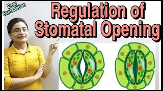 DG Pathshala Regulation of Stomatal Opening PhotosynthesisTopic for Class10 ICSECBSE Biology [upl. by Eadwina]