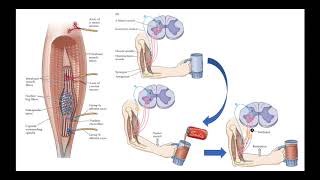 Somatosensorial parte 2 Propiocepcion [upl. by Adlanor458]