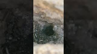 Observing a parasitic wasp pull a spider into burrow colorado [upl. by Cornel]